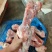 龙大后腿骨