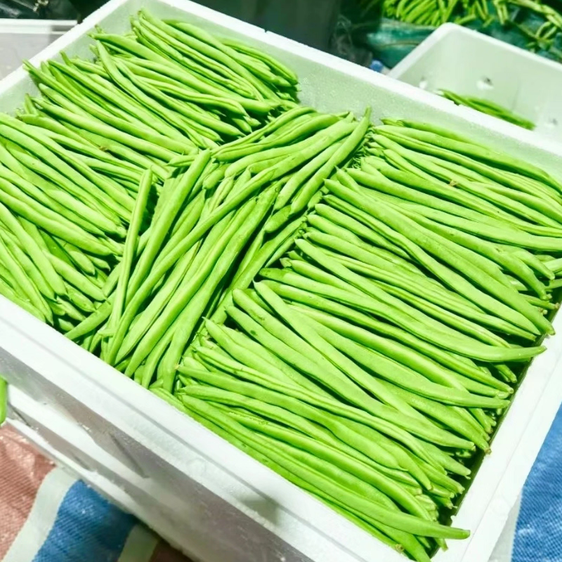湖北四季豆，无筋豆，豆角，产地供应，一条龙服务，量大从优