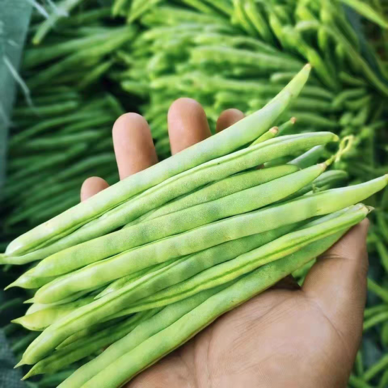 湖北四季豆，无筋豆，豆角，产地供应，一条龙服务，量大从优