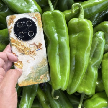 【推荐】精品泡椒，螺丝椒！牛角椒，大量供应，欢迎合作！