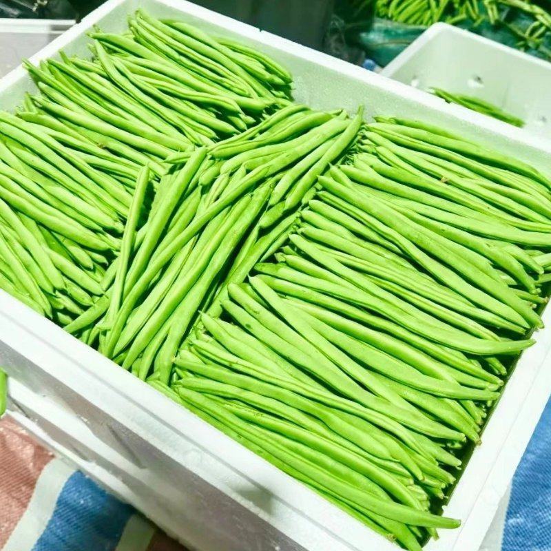 湖北四季豆，无筋豆，豆角，产地供应，一条龙服务，量大从优