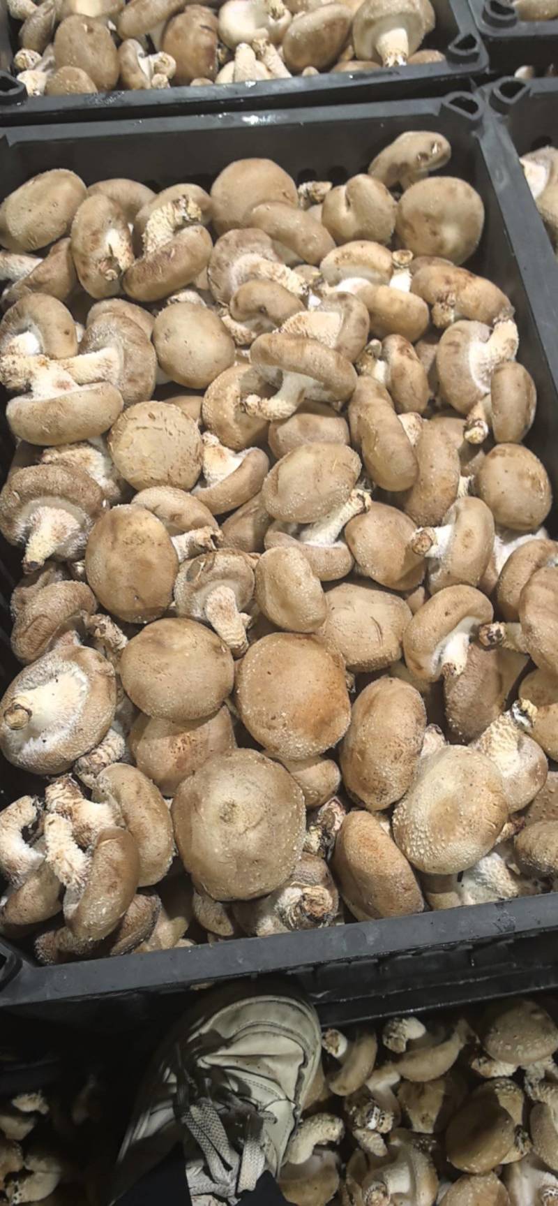 十号菌4.5公分以上包度好