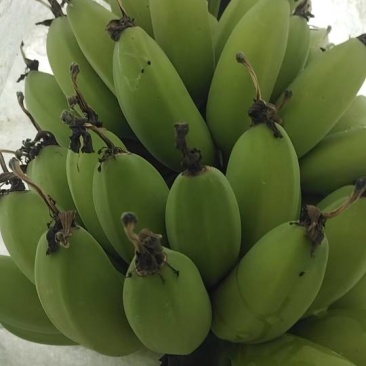 香蕉