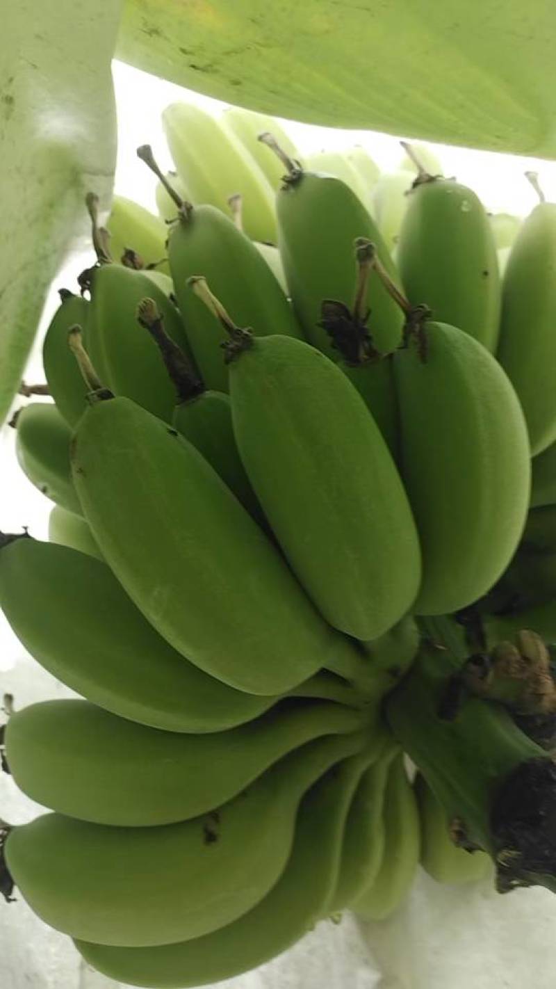 香蕉
