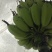 香蕉