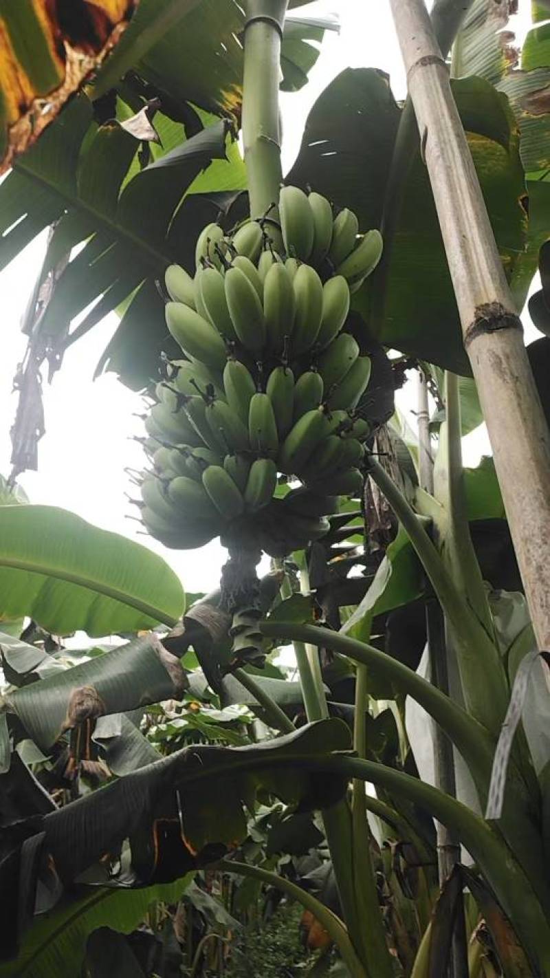 香蕉