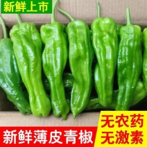海拔1800米高山薄皮椒泡椒芜湖椒线椒杭椒螺丝椒