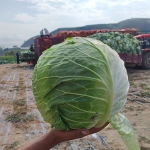 工厂包菜，大个甘蓝，出菜率高，价格便宜，耐运输，饺子厂