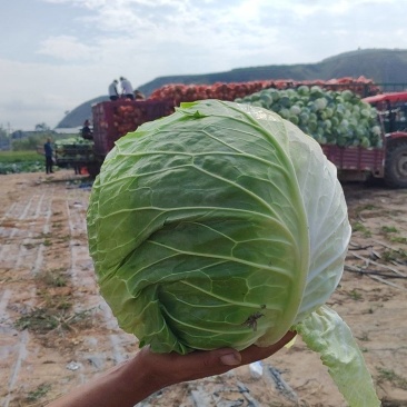 工厂包菜，大个甘蓝，出菜率高，价格便宜，耐运输，饺子厂