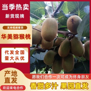 华美猕猴桃河南内乡基地直供质量保证一手货源全国发货
