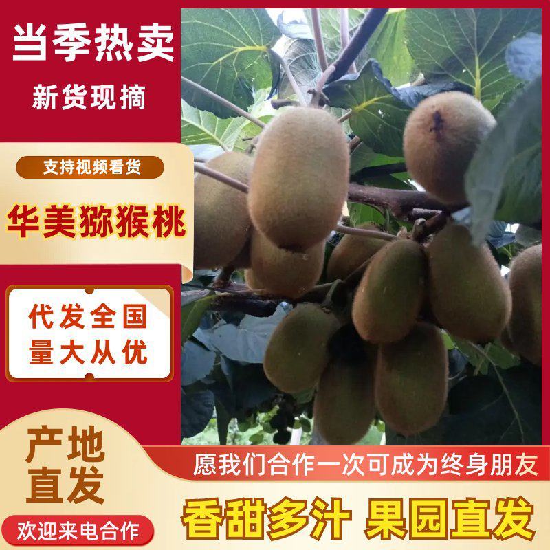 华美猕猴桃河南内乡基地直供质量保证一手货源全国发货