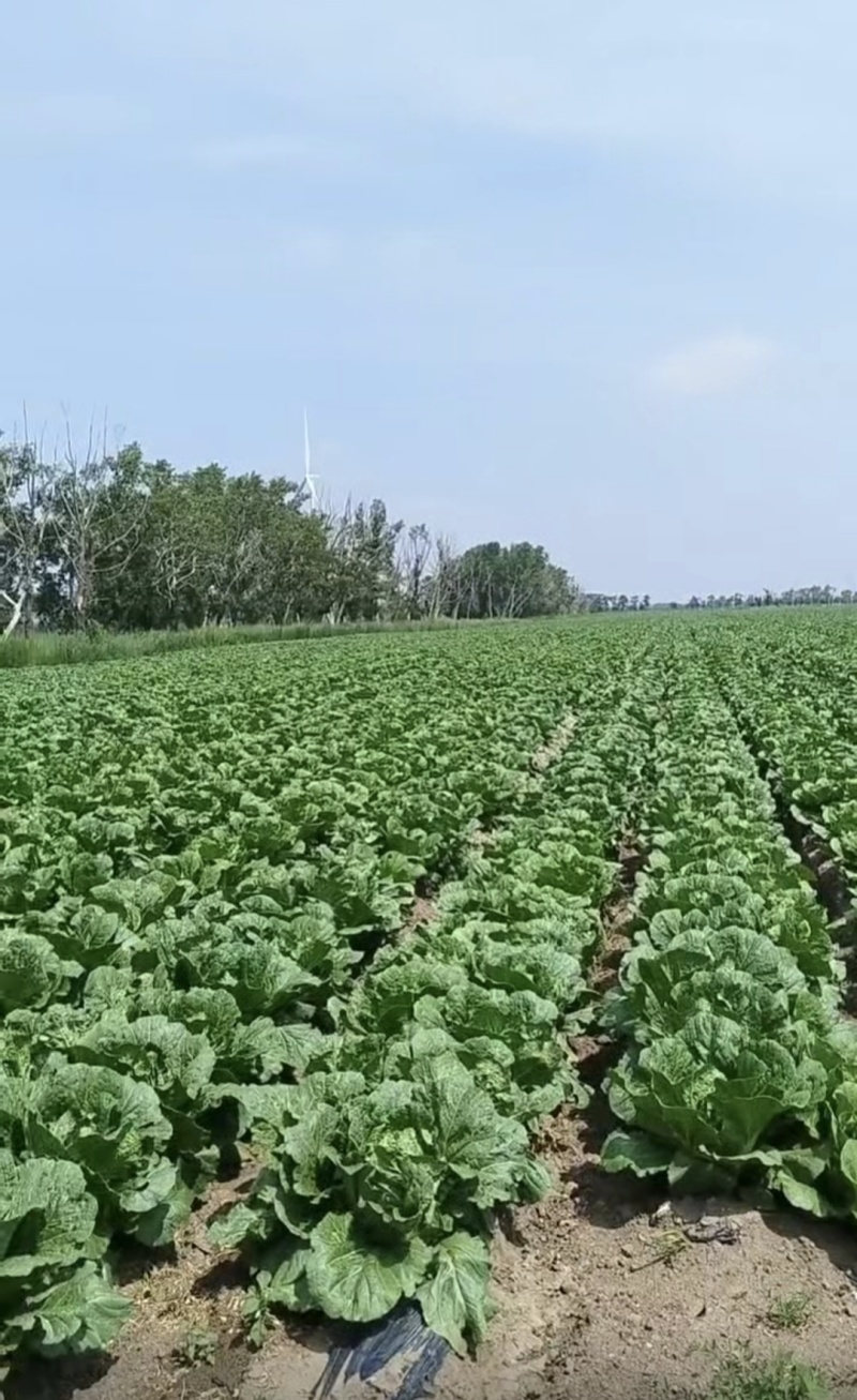 大白菜一亩地不到4000块