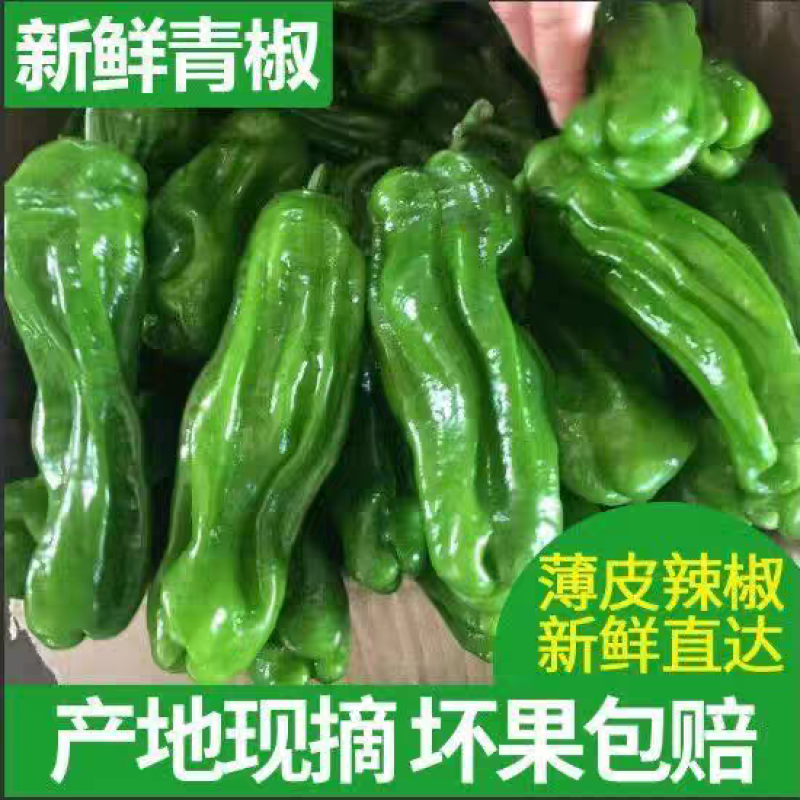 芜湖椒泡椒薄皮椒线椒杭椒螺丝椒红辣椒产地供应