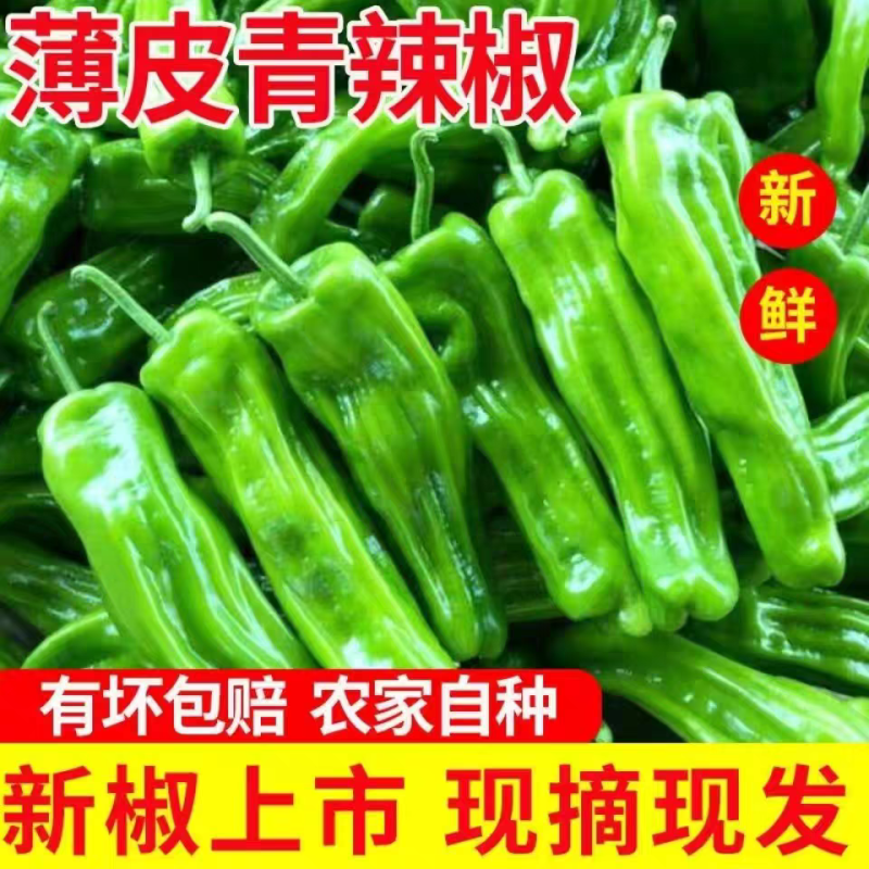 芜湖椒泡椒薄皮椒线椒杭椒螺丝椒红辣椒产地供应