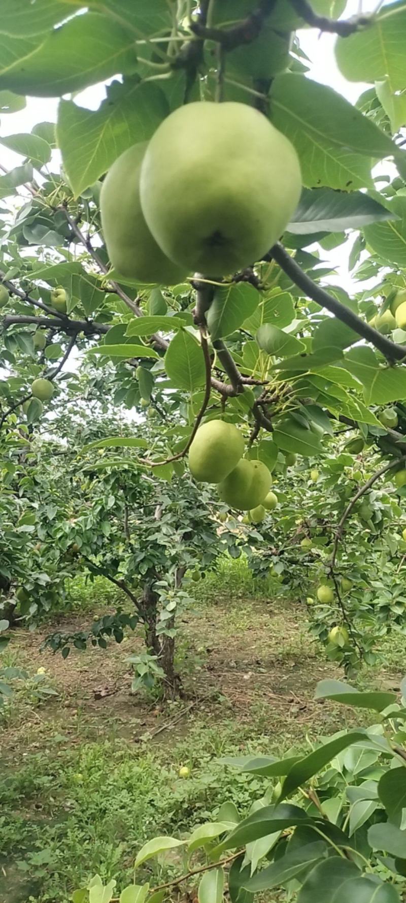 早苏梨