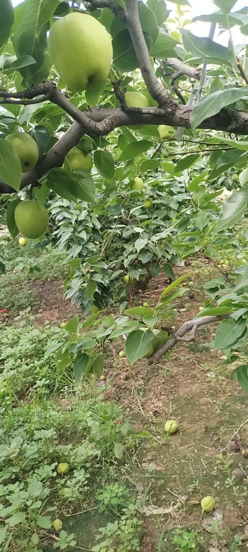 早苏梨
