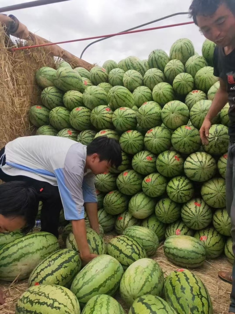 宁夏硒砂瓜大量上市，价格实惠，一手货源，大量有