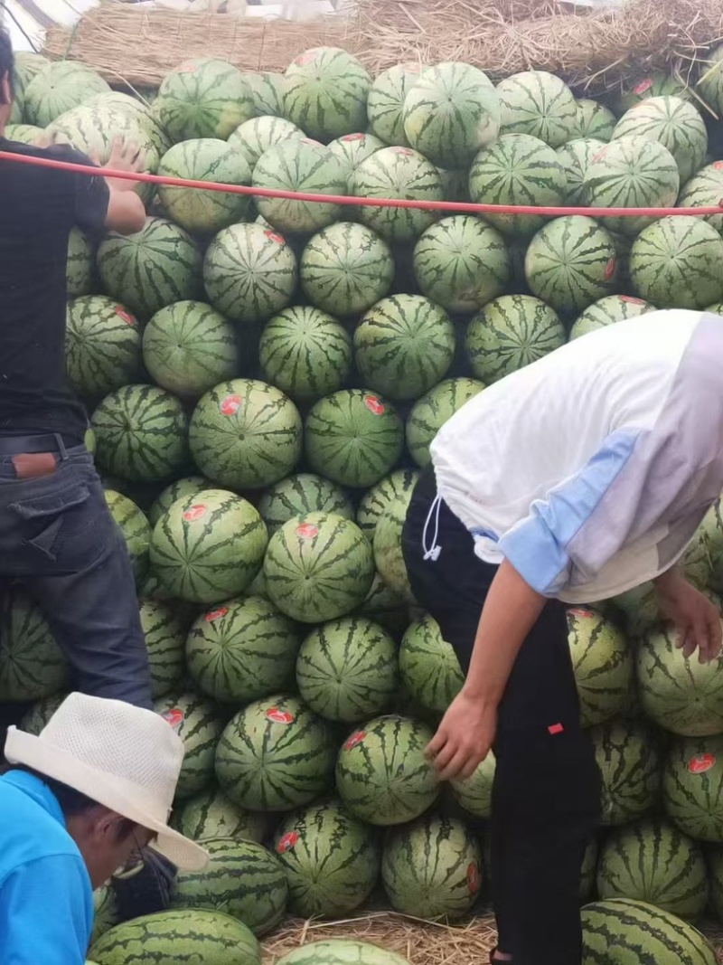 宁夏硒砂瓜大量上市，价格实惠，一手货源，大量有