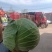 莲花白包菜，甘蓝，工厂货净重6-20斤，需要老板联系！