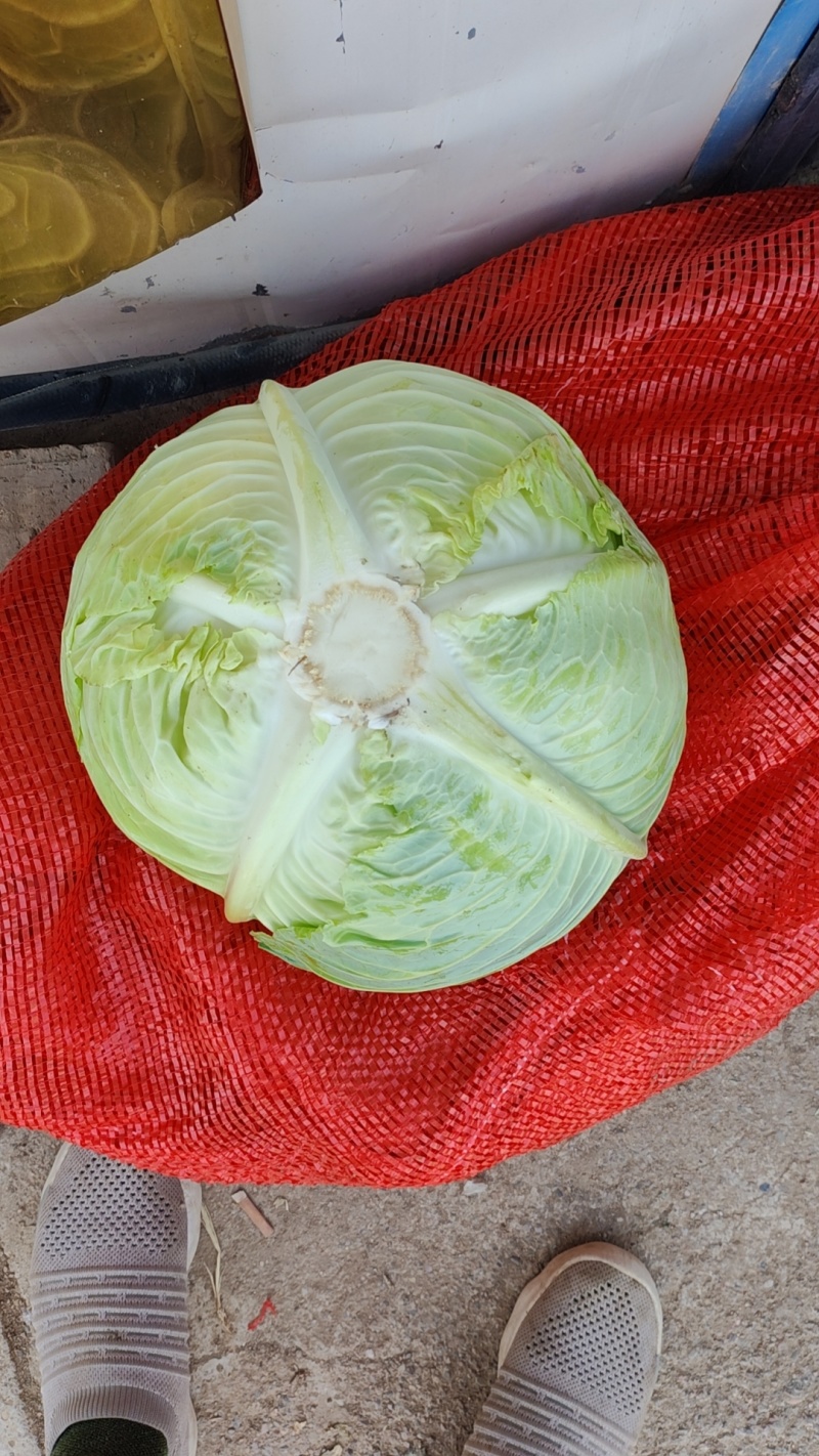 莲花白包菜，甘蓝，工厂货净重6-20斤，需要老板联系！