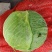 莲花白包菜，甘蓝，工厂货净重6-20斤，需要老板联系！