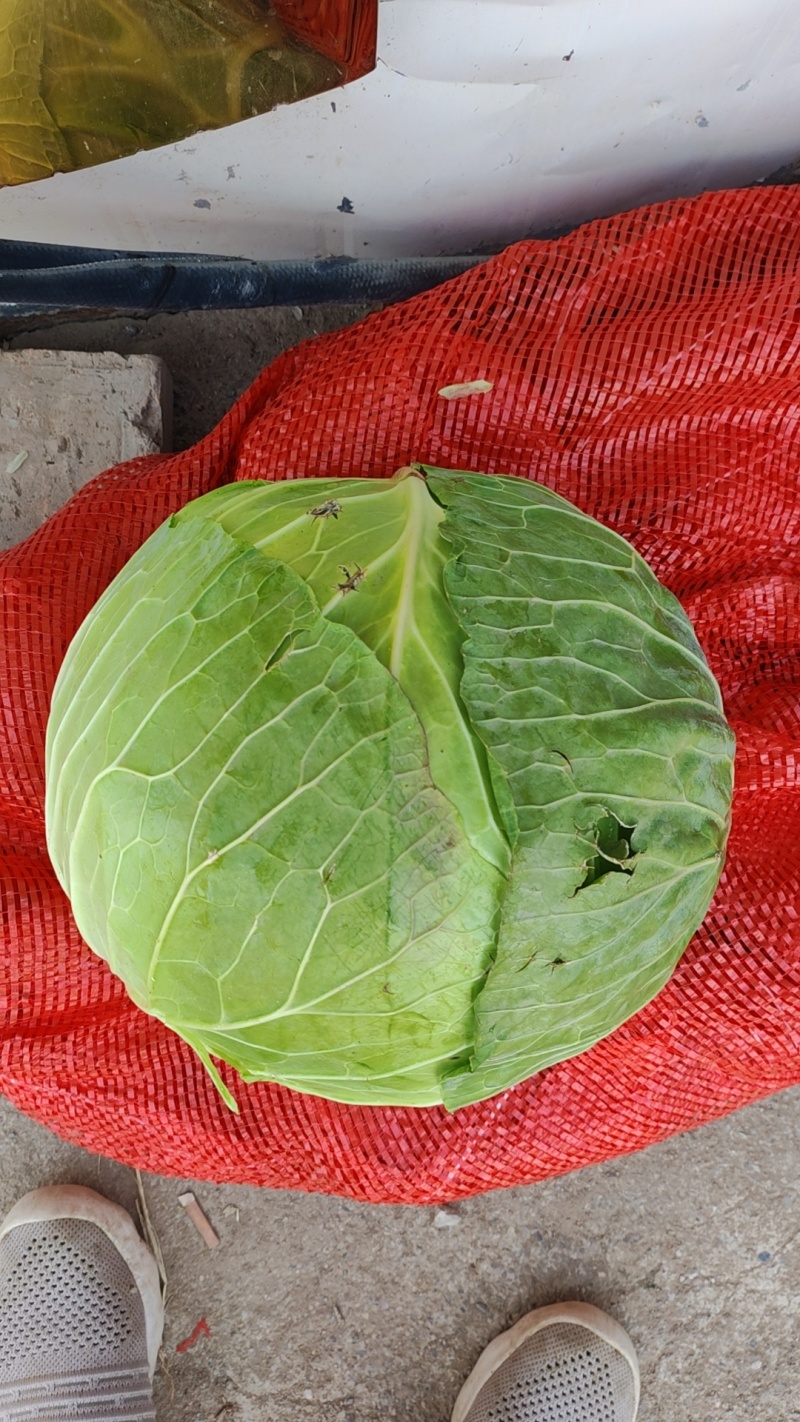 莲花白包菜，甘蓝，工厂货净重6-20斤，需要老板联系！