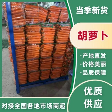 胡萝卜大量上市保质保量规格齐全量大从优可对接商超市场