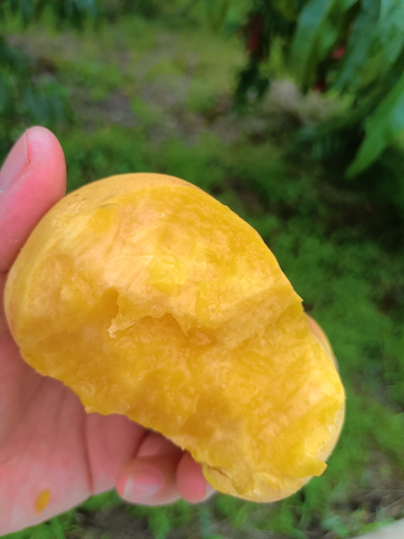 陕西蟠桃/中蟠11号毛蟠桃/10万斤产地直销全国发货