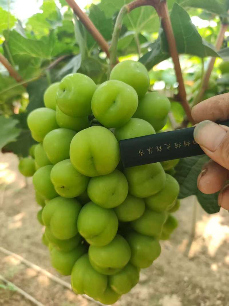 夏邑县阳光玫瑰大量上市，产地直供，质量保证，一条龙服务