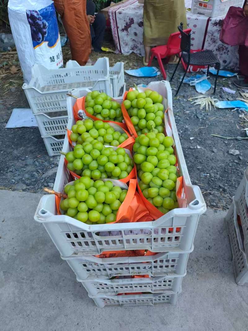 夏邑县阳光玫瑰大量上市，产地直供，质量保证，一条龙服务