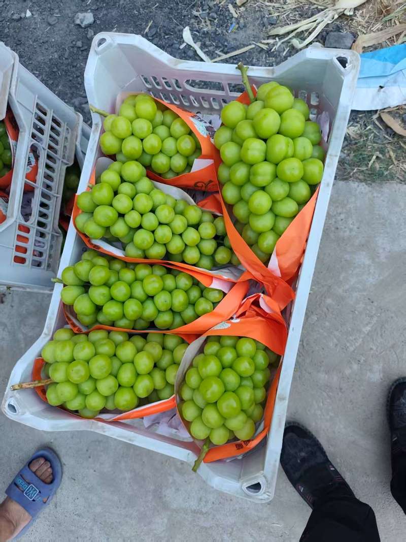 夏邑县阳光玫瑰大量上市，产地直供，质量保证，一条龙服务