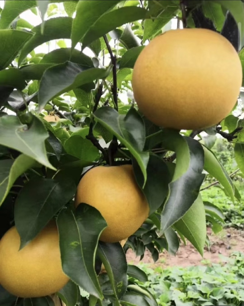 【专业供应】砀山圆黄梨脆甜多汁新鲜采摘可供商超/电商