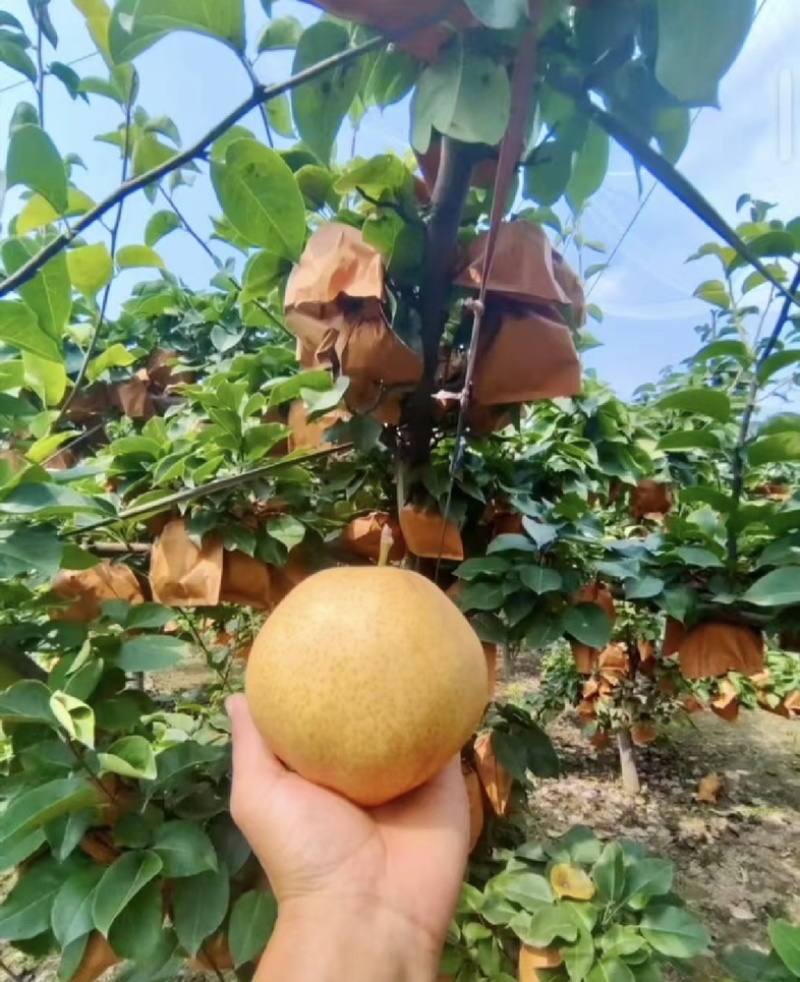 【专业供应】砀山圆黄梨脆甜多汁新鲜采摘可供商超/电商