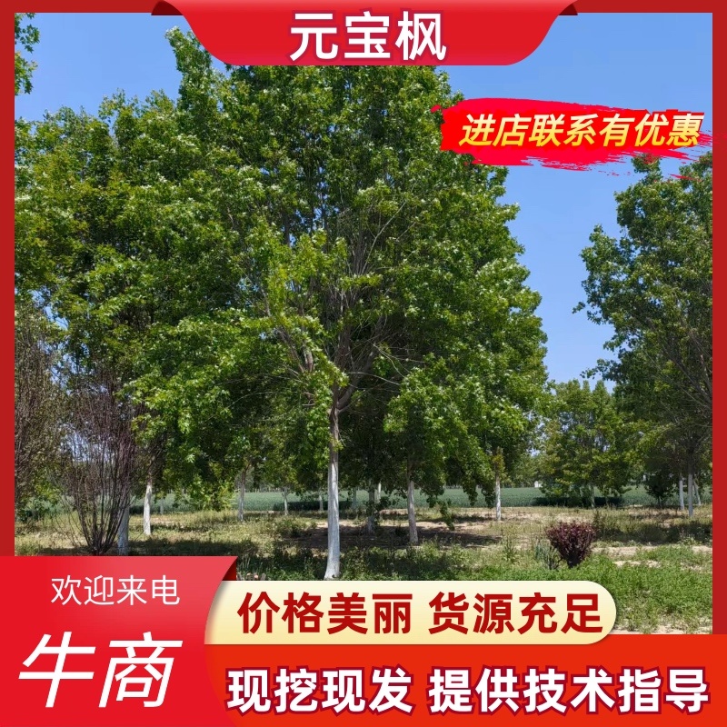 独杆元宝枫五角枫丛生元宝枫五角枫