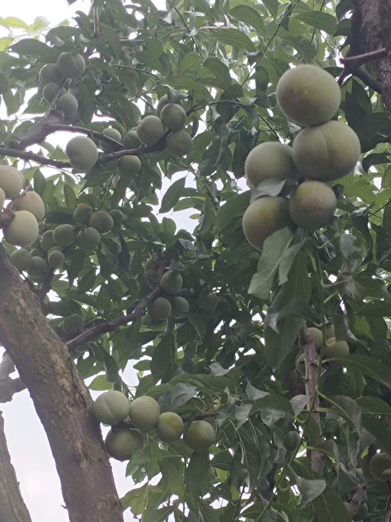 宜宾半边红李子大量上市，需要的老板电话联系