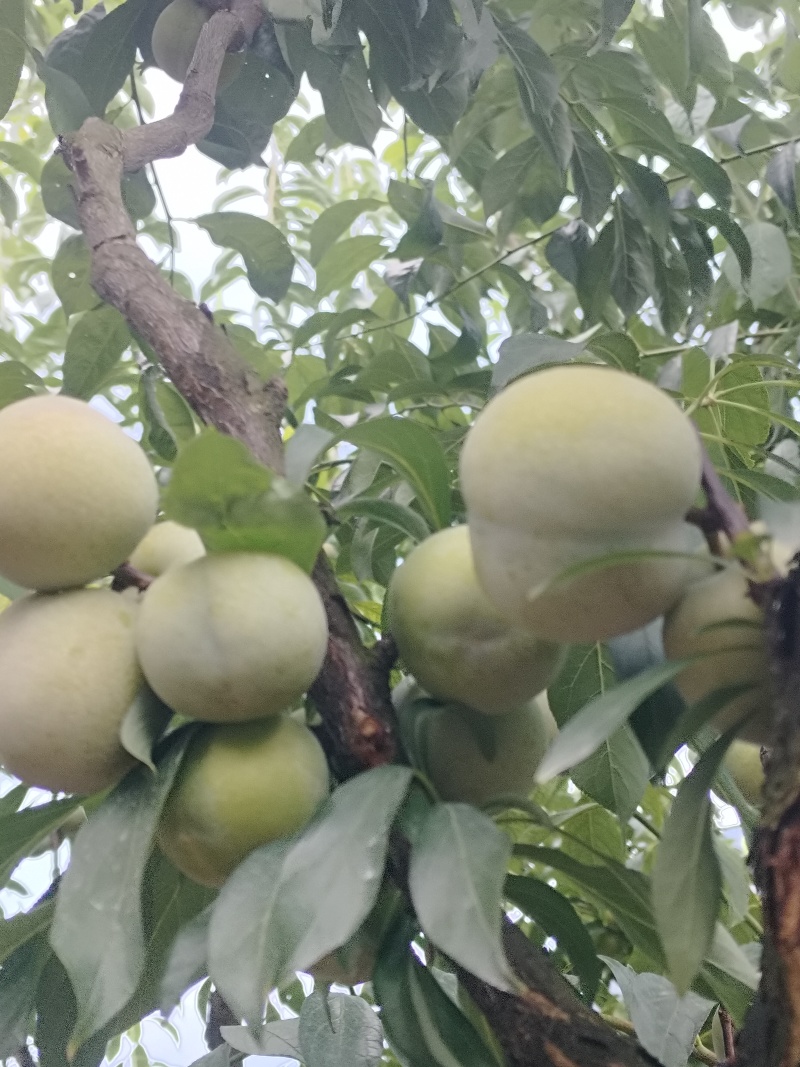 宜宾半边红李子大量上市，需要的老板电话联系