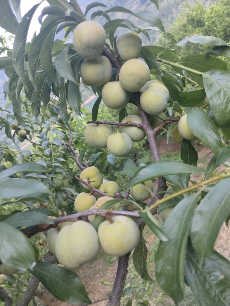 宜宾半边红李子大量上市，需要的老板电话联系