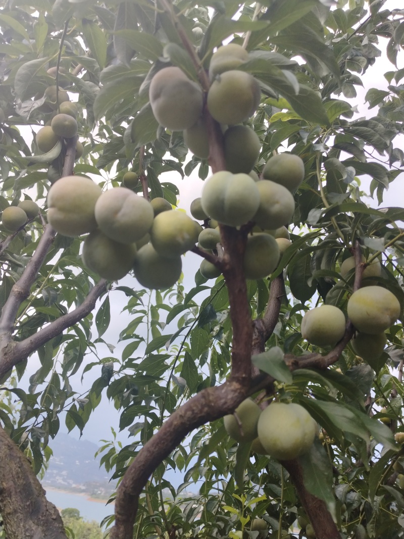 宜宾半边红李子大量上市，需要的老板电话联系