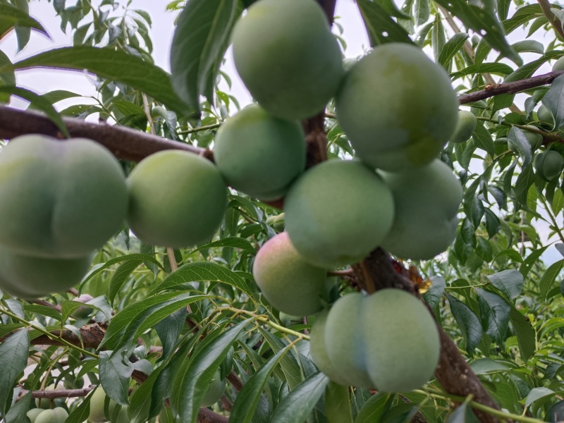宜宾半边红李子大量上市，需要的老板电话联系