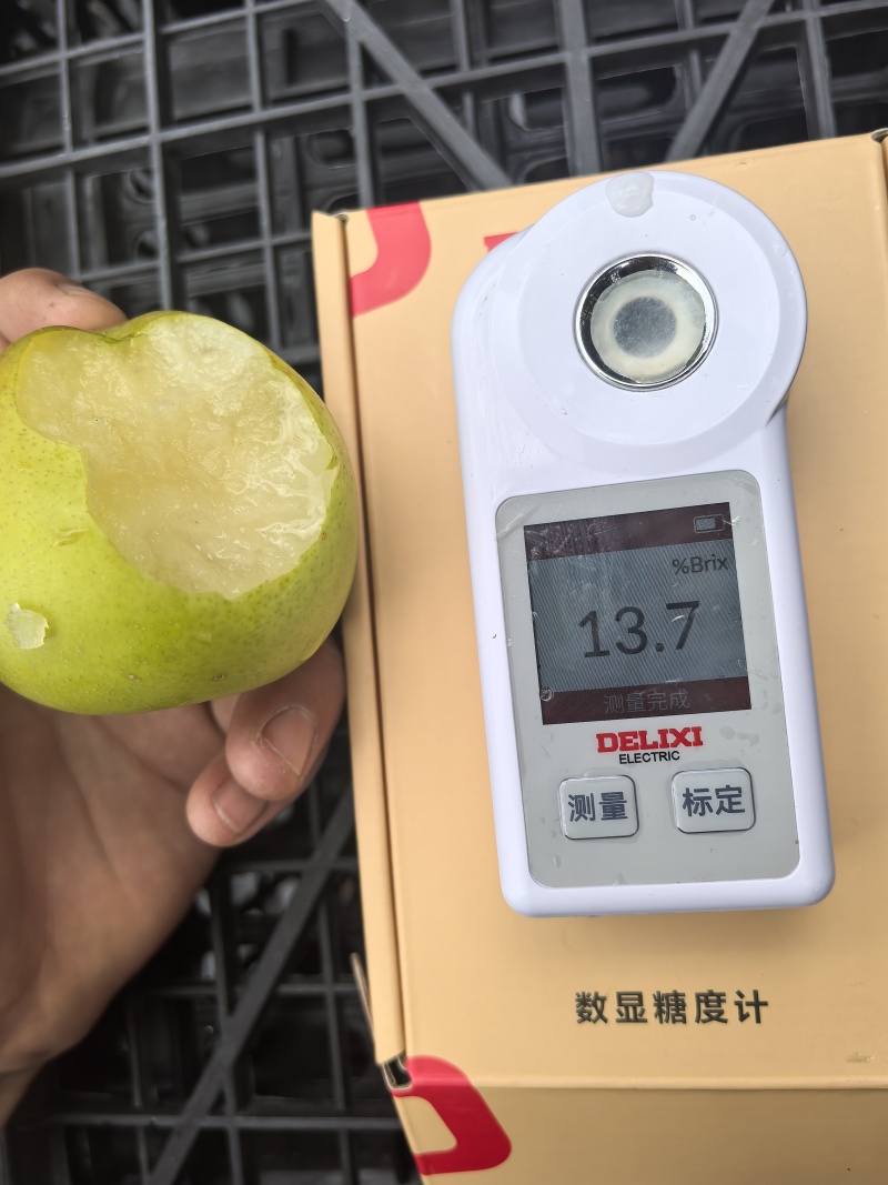 952/丁香梨上市了口感好颜色好果型好