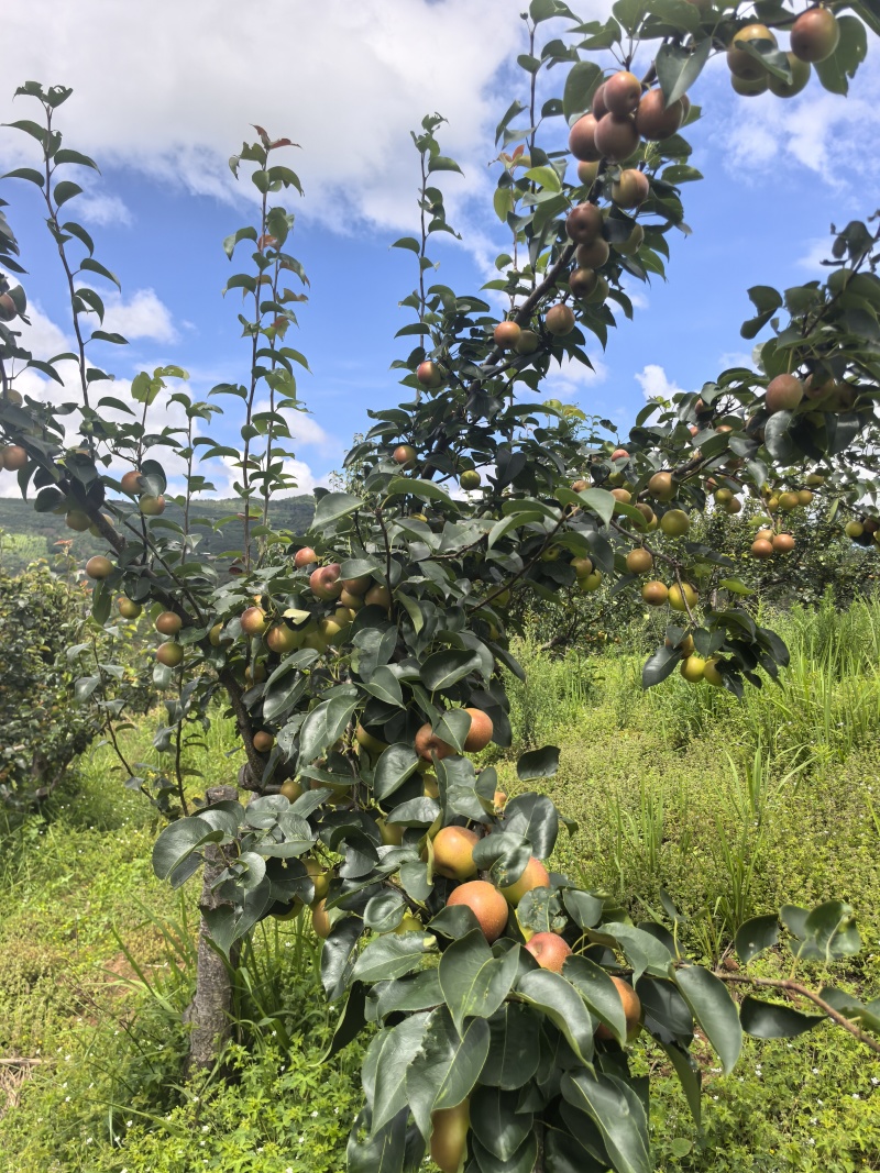 952/丁香梨上市了口感好颜色好果型好