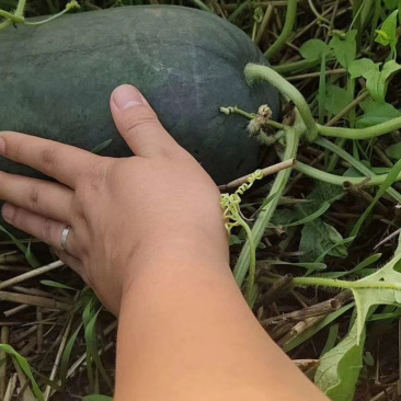 头茬黑美人大量上市，产地代发