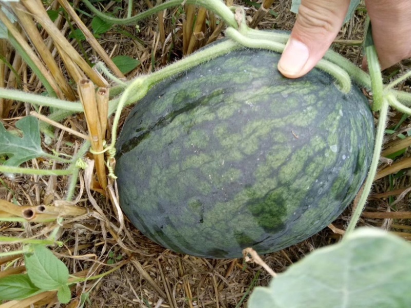 头茬黑美人大量上市，产地代发