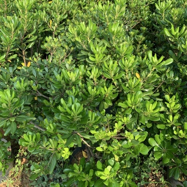 海桐球60-80冠幅，清场处理！价格很低