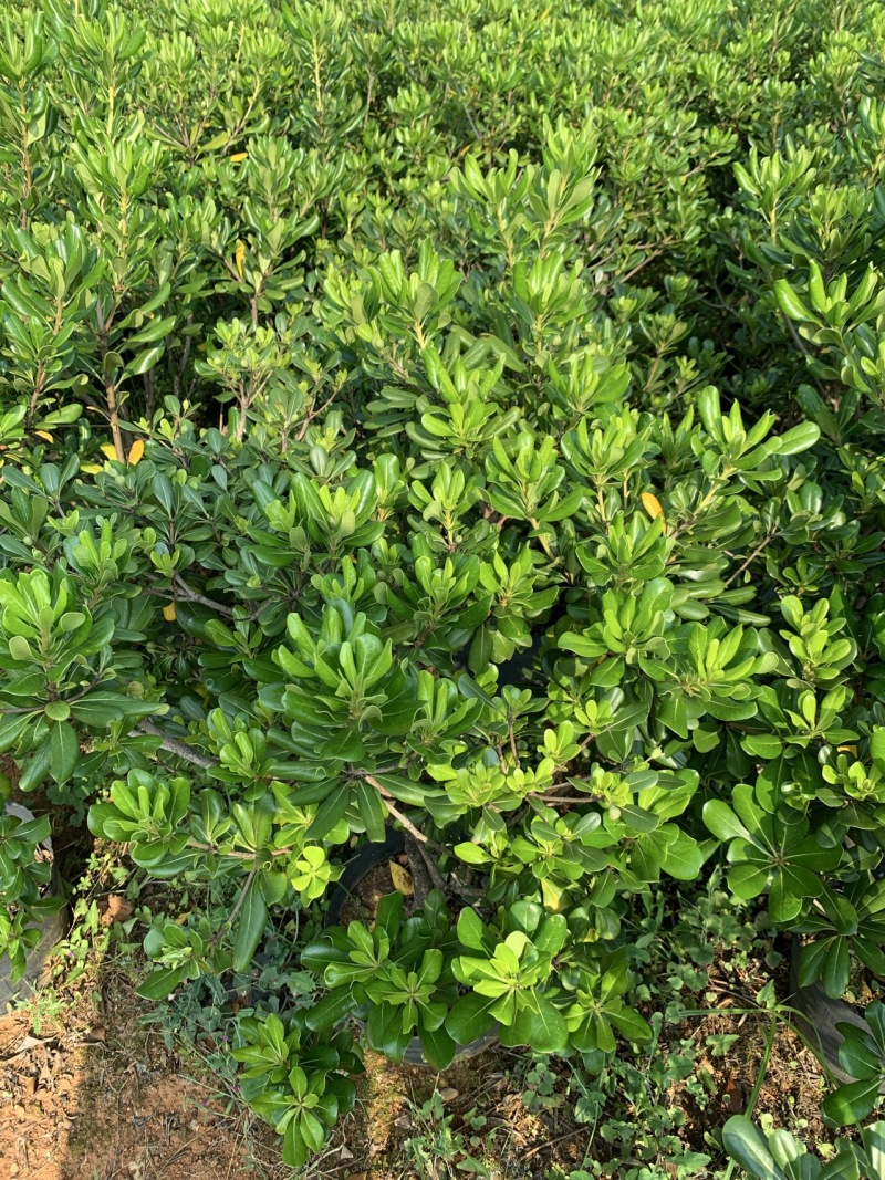 海桐球60-80冠幅，清场处理！价格很低