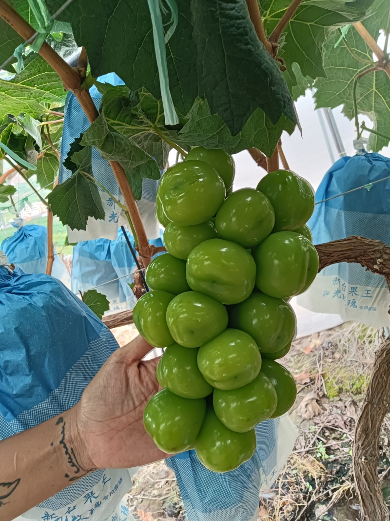 精品阳光玫瑰，能吃出香味的，阳光玫瑰。