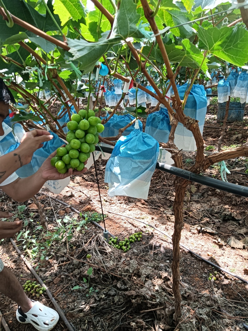 精品阳光玫瑰，能吃出香味的，阳光玫瑰。