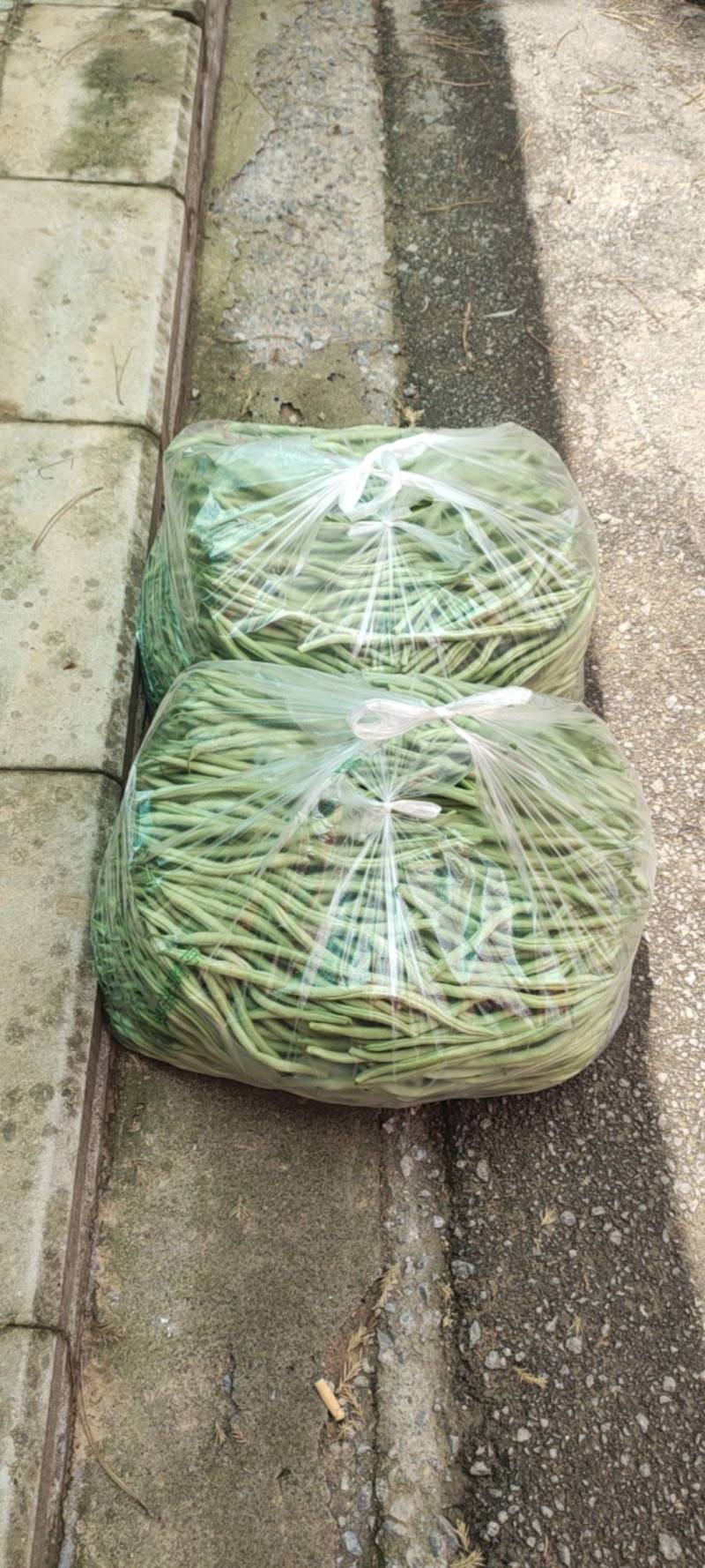 豆角大量上市