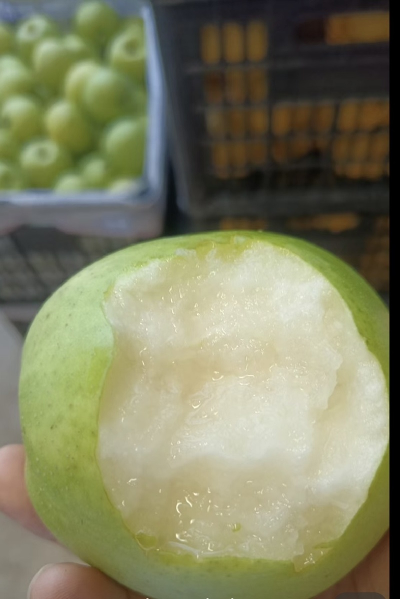 【新鲜直达】砀山酥脆一号梨严格筛选品质保障可视频看货