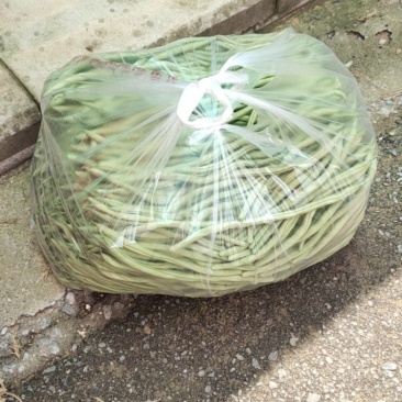 豆角大量上市